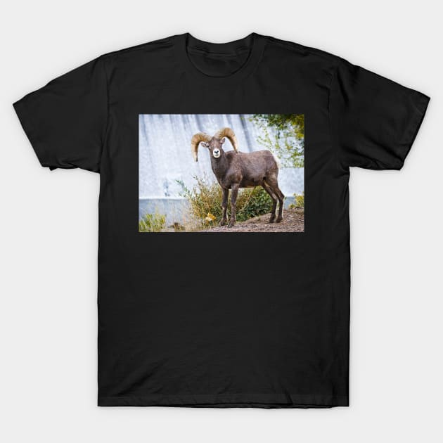 Bighorn sheep. T-Shirt by valentina9